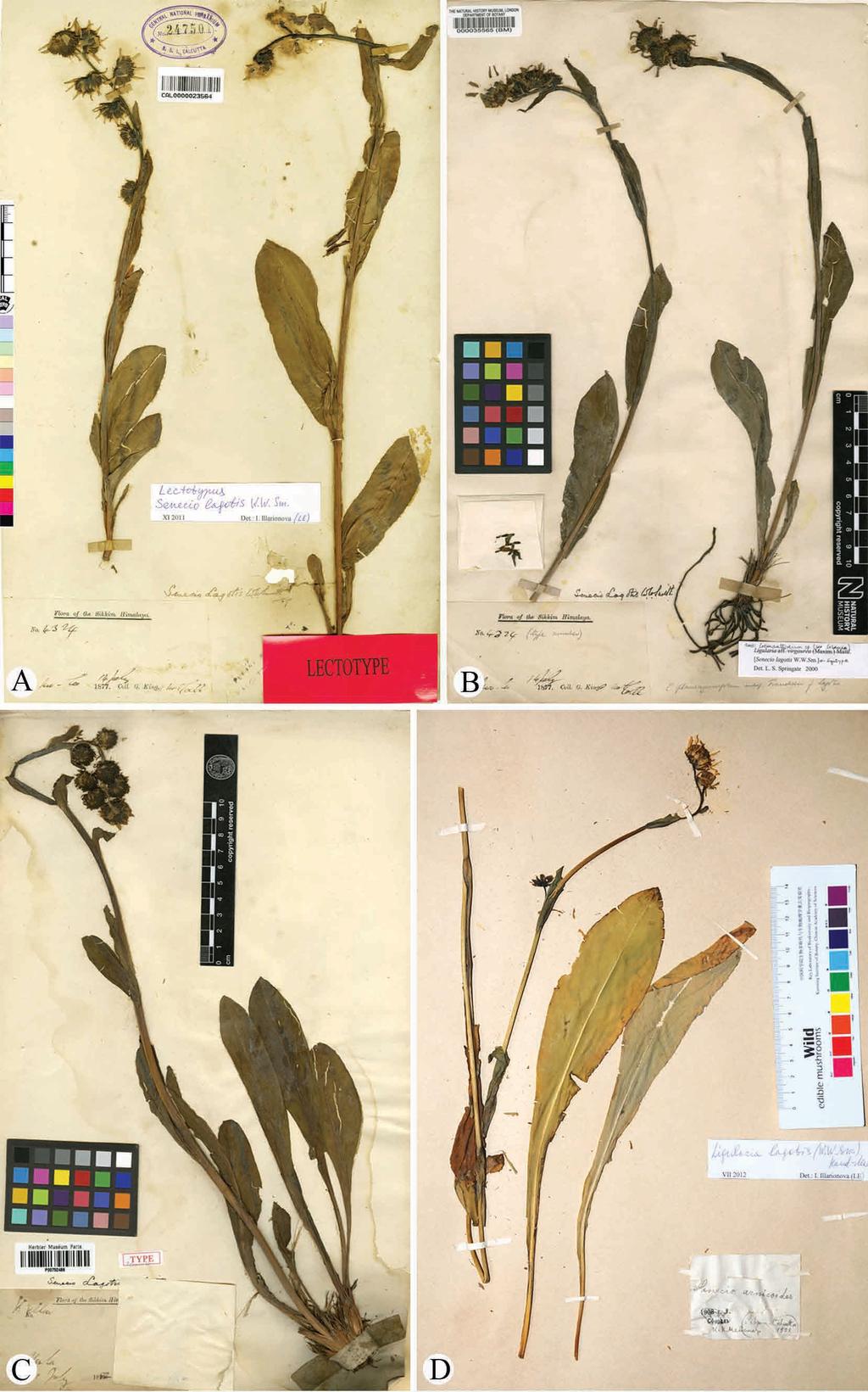 FIGURE 3. Specimens of Ligularia lagotis. A. India, Sikkim, Too-ku-la, G. King 4324 (CAL, lectotype). B. G. King 4324 (BM, isolectotype). C.