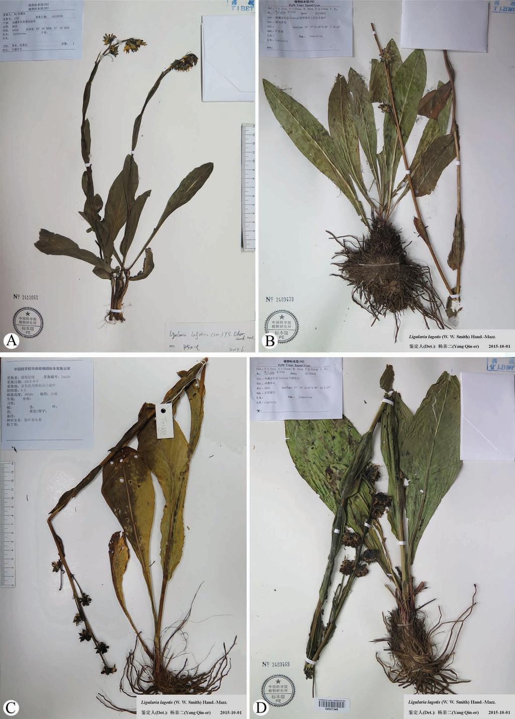 FIGURE 4. Specimens of Ligularia lagotis. A. China, Xizang, Yadong, PE-Xizang Exped. 2703 (PE). B. Same locality, Y.S. Chen et al. 13-1813 (PE). C. Same locality, M.