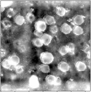 5 μm Figure 5 A minor case of doubled features caused by a damage tip. The image shows salt crystals embedded in polymer matrix.