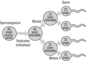 Spermatogenesis http://www.soc.ucsb.