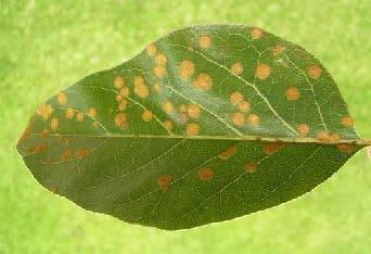 An Example of an Algal Plant Pest Cephaleuros virescens Algal Leaf Spot A plant pathogen infecting tea, coffee, coconut, guava and avocado.