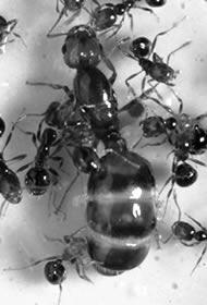 II. and their impacts Examples: Red imported fire ants II.