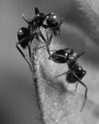 : the Argentine ant Argentine ant displaces native ant species How do they do it?