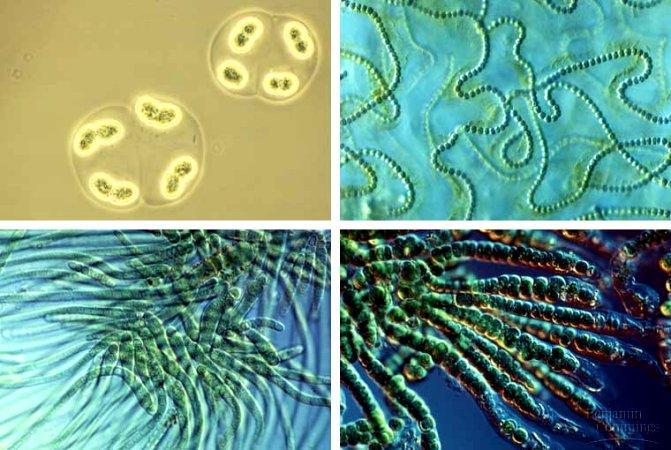 Cyanobacteria (blue-green bacteria) Photosynthetic bacteria which are found in environments high in dissolved oxygen, and
