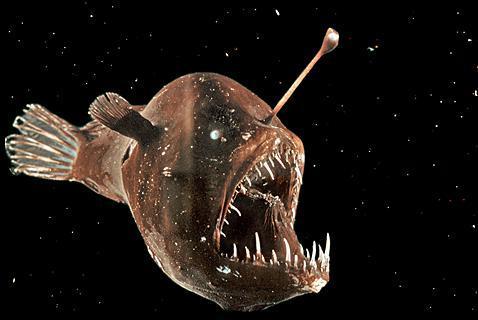 Symbiotic Bacteria Anglerfish have light