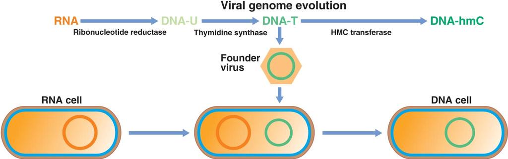 Hypothesis: Viral origin of DNA (a) Several successive cycles of mutation and selection resulted in the appearance of viral nucleic acids more resistant to degradation by the host cell: DNA-U, DNA