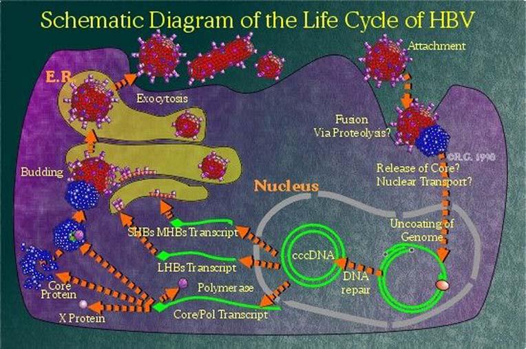 Life Cycle of Hepatitis B Virus