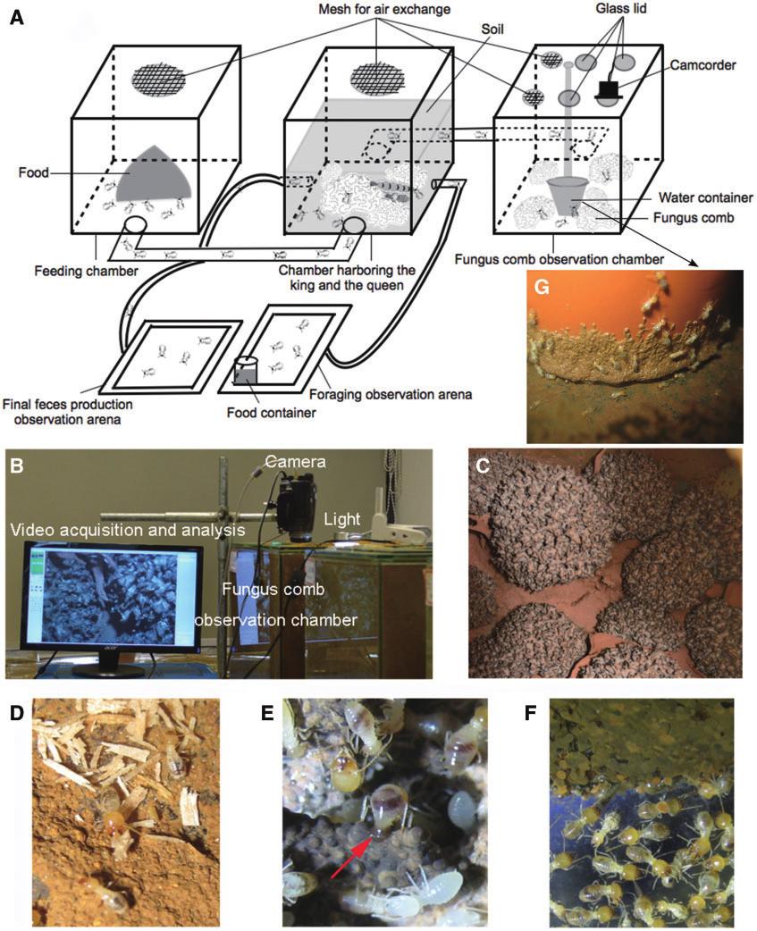 268 JOURNAL OF ECONOMIC ENTOMOLOGY Vol. 108, no. 1 Fig. 1. Artificial rearing system for laboratory rearing and observing of the O. formosanus colony. (A) Schematic of the artificial rearing system.