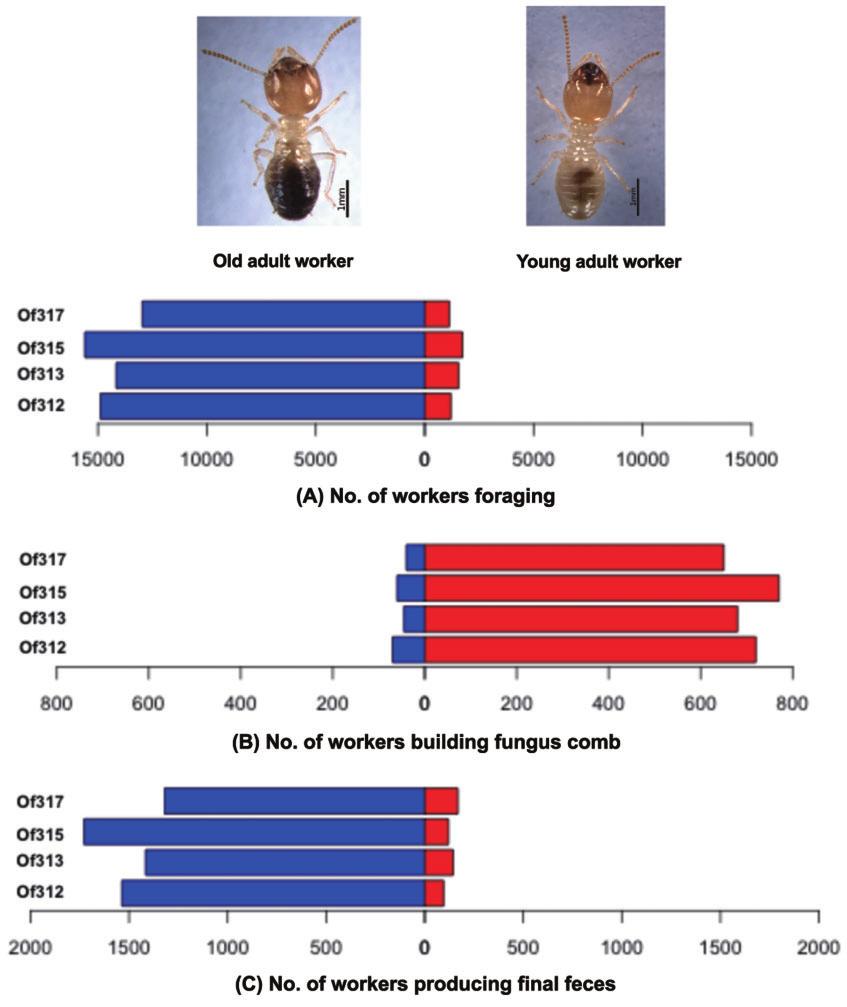 270 JOURNAL OF ECONOMIC ENTOMOLOGY Vol. 108, no. 1 Fig. 3. Age-related division of labor in food processing.