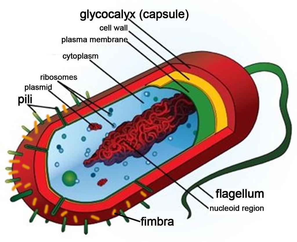 the prokaryotic cell: external structures glycocalyx: capsule or slime layer pili