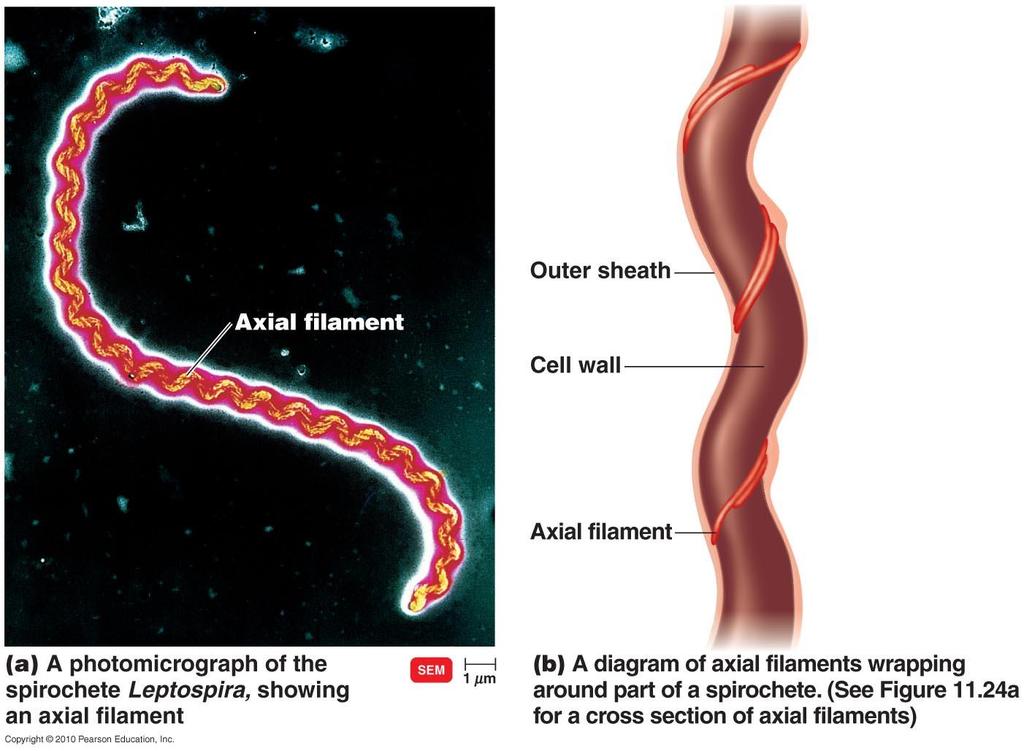 axial filaments/endoflagella: spirochetes
