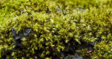Low, growing moss plants trap