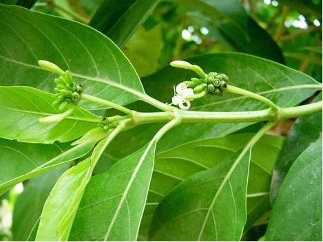 II. EXPERIMENTAL METHODS ADSORBENT MATERIAL The leaves of Morinda pubescens (Fig.1) were collected from agricultural land area and carbonized with con. sulphuric acid in the weight ratio of 1:1 (W/V).