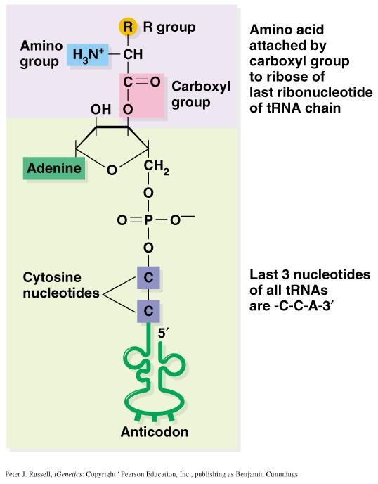Fig. 6.11 Molecular details of the attachment of an amino acid to a trna molecule Peter J.