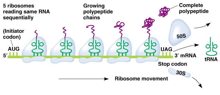Fig. 6.17 Diagram of a polysome, a number of ribosomes each translating the same mrna sequentially Peter J.
