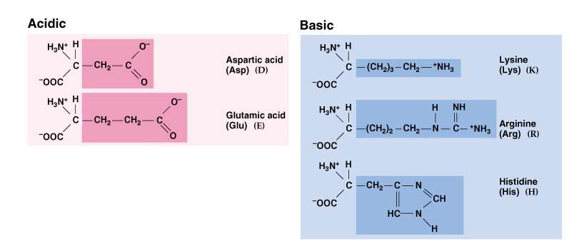 Fig. 6.2 Structures of the 20 naturally occurring amino acids organized according to chemical type Peter J.
