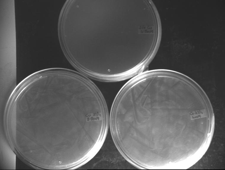 Figure 3.2 Plates with increasing concentrations of heavy metal CuSO 4. Lawn seen till 3.