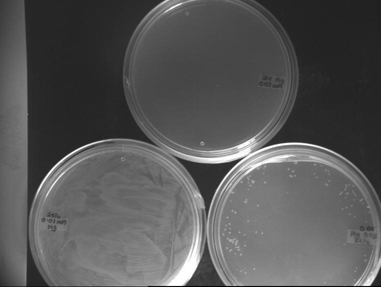 Figure 3.5 Petri plates with increasing concentrations of heavy metal HgCl 2. Lawn seen at 0.