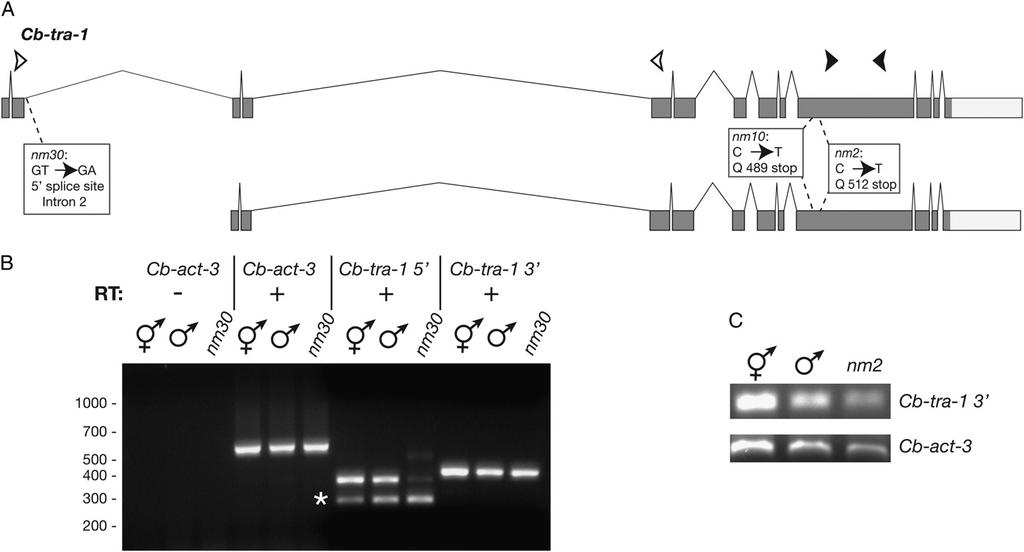 1422 D. F. Kelleher et al. Figure 4. Sequence lesions in Cb-tra-1 mutant alleles.