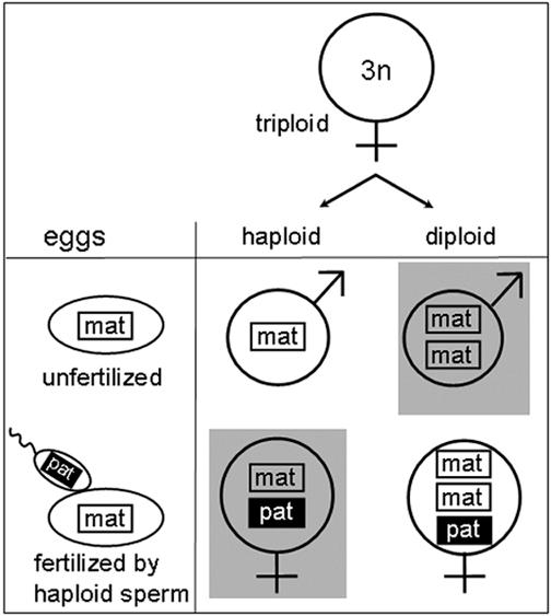 Leo W. Beukeboom and Louis van de Zande Figure 1. Haplodiploid sex determination. Females are diploid and produce haploid eggs. Males are haploid and produce haploid sperm.