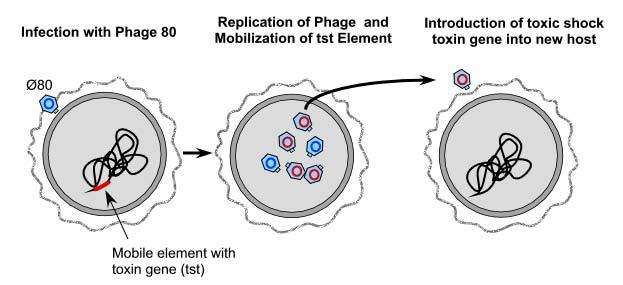 LYSOGENIC CONVERSION IN VIBRIO CHOLERAE PHAGE MOBILIZATION OF TOXIN GENE (TST) IN STAPHYLOCOCCUS AUREUS Importance of Lysogeny Lysogenic bacteria are common Contribution to viral production seems