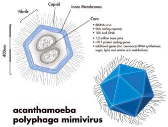 no extracellular stage Viruses - cell entry and exit mechanisms with extracellular stage http://upload.wikimedia.