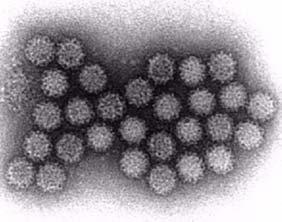 Viruses Infect All