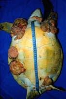 Turtle Herpesvirus