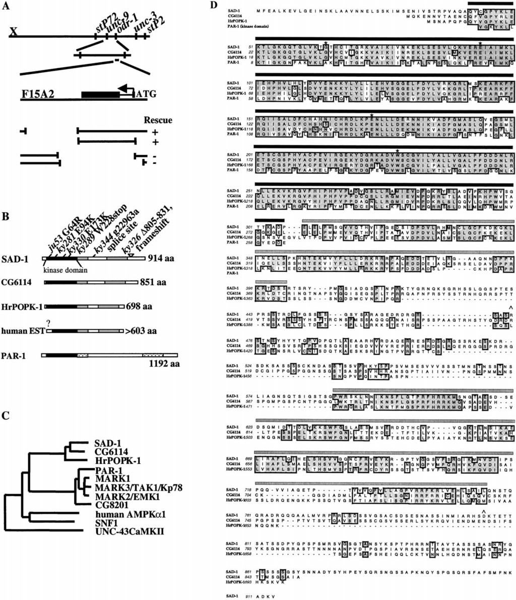 Neuron 120 Figure 4. SAD-1 Protein Is a Novel Serine/Threonine Kinase (A) The sad-1(ky332) mutation was mapped near odr-1 on the right arm of the X chromosome.