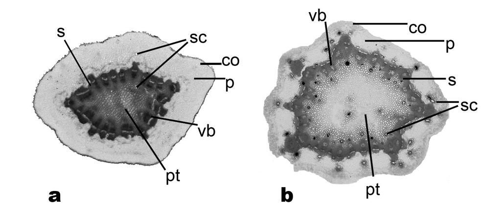 246 Ecevit Genç & Akalın: Comparison between two Eryngium from Turkey... Fig. 2. Peduncule in trasverse section: a. E. heldreichii; b. E. davisii (co: collenchyma, p: parenchyma, pt: pith, s: sclerenchyma, vb: vascular bundles, sc: secretory canals.