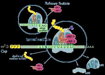 recognizes UAA and UGA. A third release factor, RF-3, is also required for translational termination. The polypeptide is cleaved from the trna in the P-site along with the hydrolysis of the GTP.