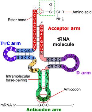 and trna. This binding of the trna and amino acid is highly specific and the amino acid binds to the adenine nucleotide at the end of the trna.