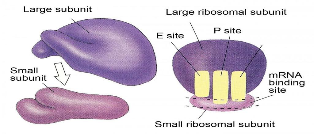Process of translation Figure 7: Structure of Ribosome Source: https://online.science.psu.edu/biol011