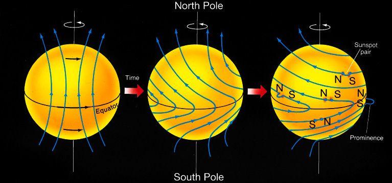 The Nature of Sunspots The Sun rotates faster at its equator than its pole The magnetic field lines winds