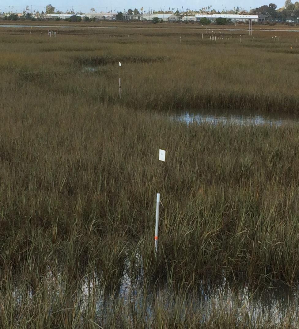Monitoring Program Sediment elevations; thickness, and compaction rate of applied sediment Sediment movement and turbidity in adjacent channels Tidal creek status/formation/reformation post sediment