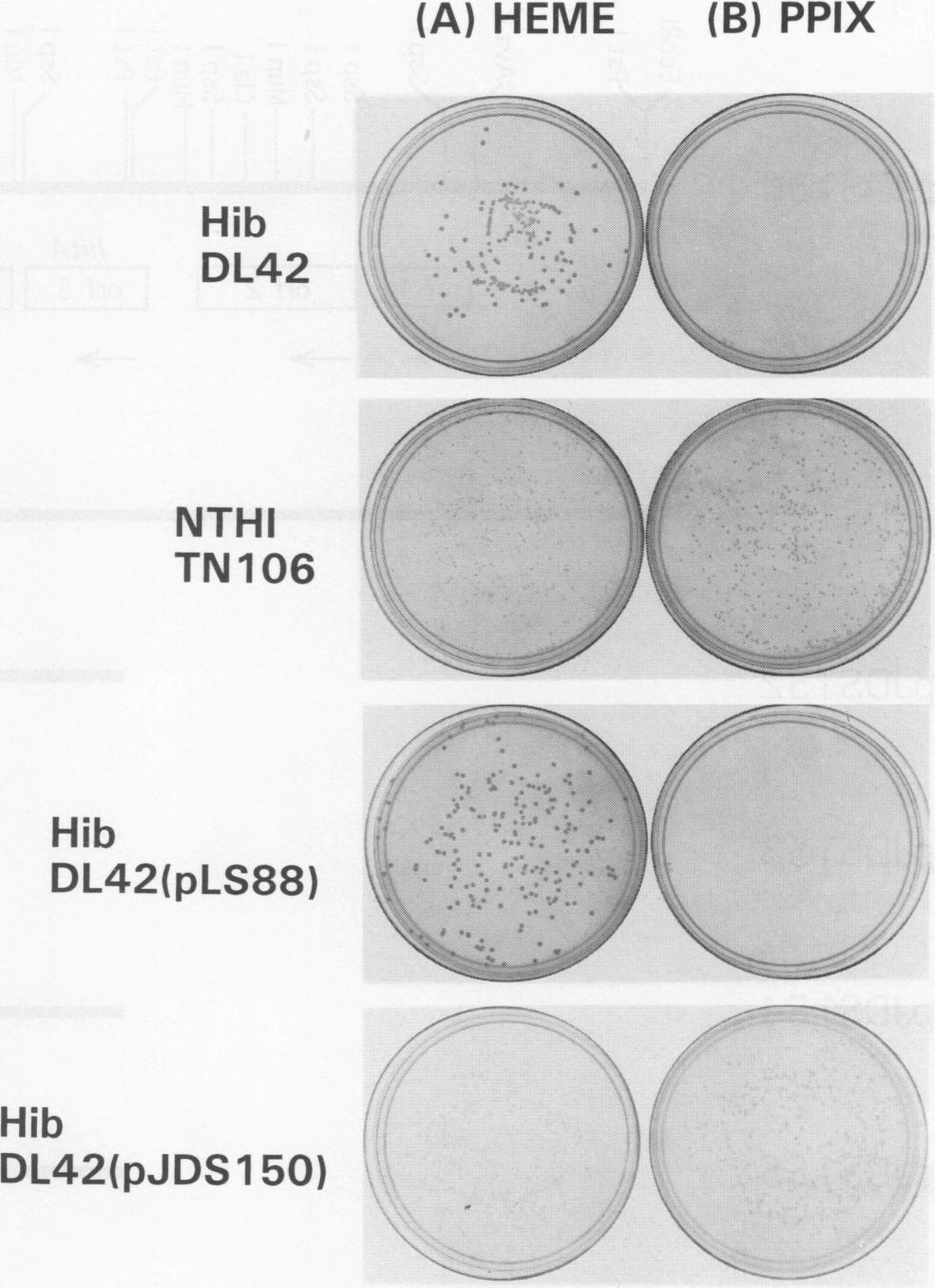 For transformation of NTHI with linear DNA molecules, either the M1v-based method of Herriott (26) or the BHIs agar plate-based method of Sanders et al. (47) was used.