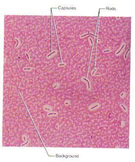 Structures External to Cell Wall External Structures 1. Glycocalyx/Capsule: A. EPS (Extracellular polysaccharide) & polypeptide polymer B.. C. Negative Stain, but uses 2 dyes i.