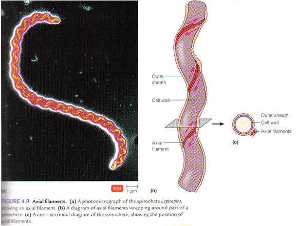 Table: Flagella Axial Filaments Fimbrae Pili Monotrichous - Spiralled around cell within (AKA endoflagella) Amphitrichous- Lophotrichous- Peritrichous-