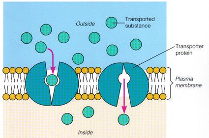 Fig 4.16 Diffusion D. Diffusion: i. Simple diffusion ii. Facilitated diffusion iii. Osmosis E. Active Transport: Diagram on the right: Which type of transport does it represent?