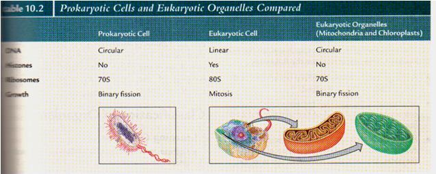 Eukaryotes evolved from living inside 2. Evidence A.. B.. C.. i.. ii.. iii.