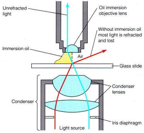 Measurement Units & Terms 1. Units A. Micrometer (µm) = B. Nanometer (nm) = i. Example: Convert 21.5 nm to m 2. Total Magnification 3.