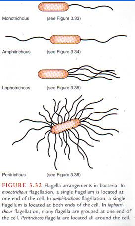 2/4/2013 Ch 3 & 4 Microscopy & Cell Componenets 19 Stains; Flagella 10. Flagella Stain A. Flagella = B.