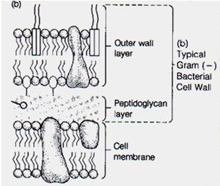 Inside Cell 2/4/2013 Ch 3 & 4 Microscopy & Cell Componenets 26 Table GP vs. GN Cell Wall Characteristics GP Wall GN Wall 1.. 1.. 2. Contains 2.