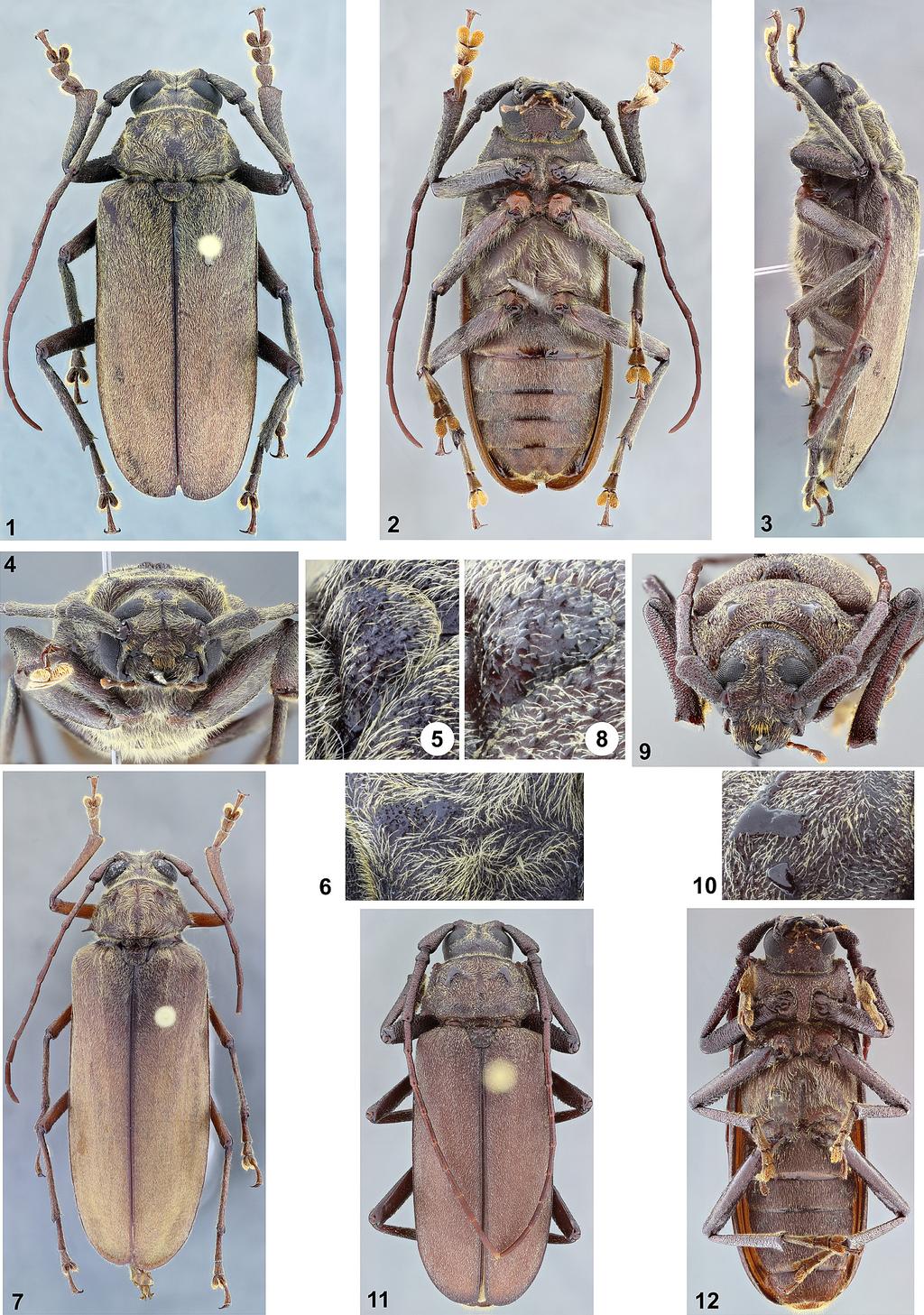 A new species of Strongylaspis Insecta Mundi 0629, May 2018 5 Figures 1 12. Strongylaspis spp. 1 7) Strongylaspis antonkozlovi. 1) Dorsal habitus, holotype male. 2) Ventral habitus, holotype male.