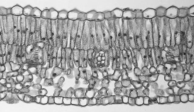 On the other hand, this magnified cross-section through a leaf shows a larger number of cell types cells of different shapes, sizes, positions, and functions. So what s a plant?