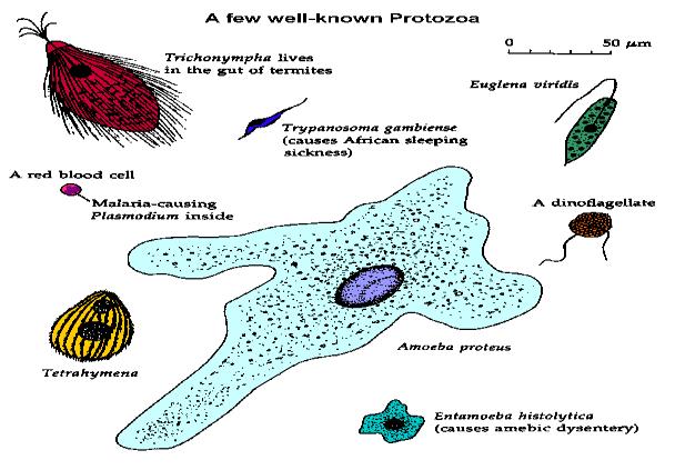 Protist: An organism with a single eukaryotic cell or colonies of cells,