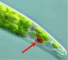 Note: Some protists such as the Euglena have a sensitive