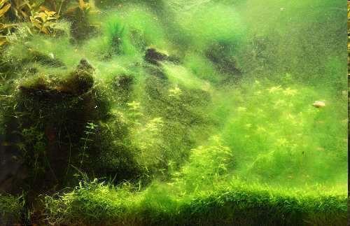 Algae is an aquatic Protist.