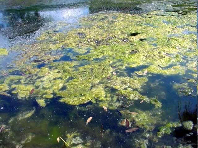 Algae produce more than 71% of the