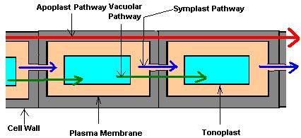 Following schematic diagram showing the apoplastic and symplastic pathway of water movement through root (Fig 7) Fig 5 Apoplastic (Red) and symplastic (Blue) and transmembrane (green) pathways